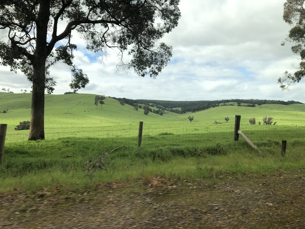 Damp but very green farmland. South-west Western Australia, August 2022.